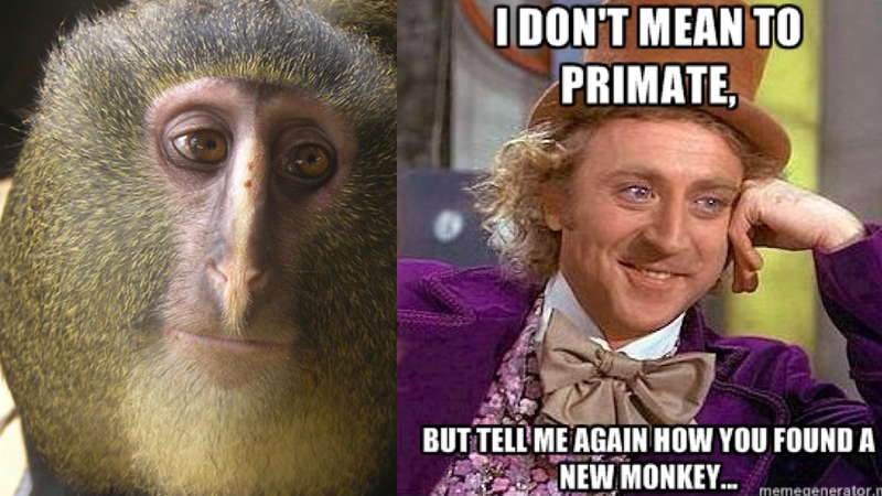 Illustration for article titled So this new species of monkey looks exactly like Alan Tudyk